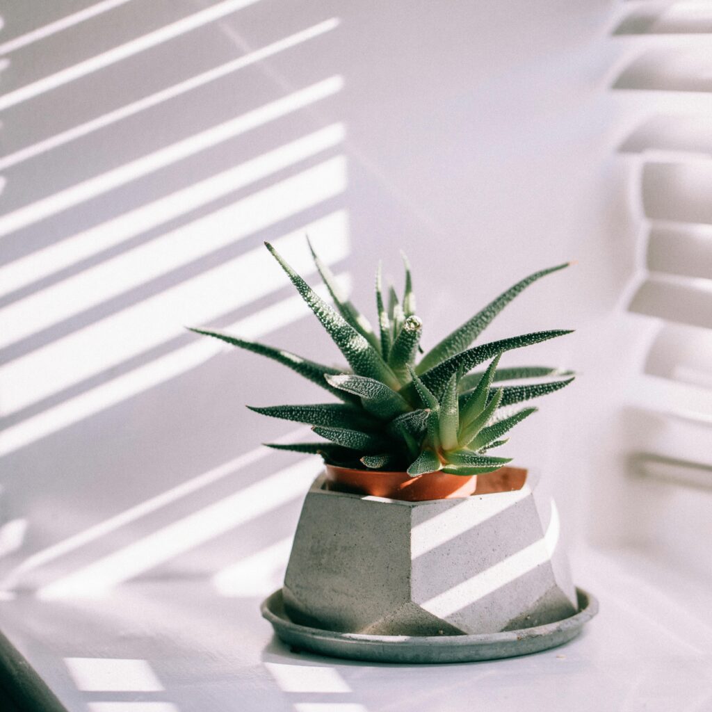 Aloe Vera